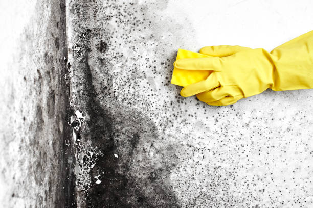 Best Emergency Mold Remediation  in Roscommon, MI