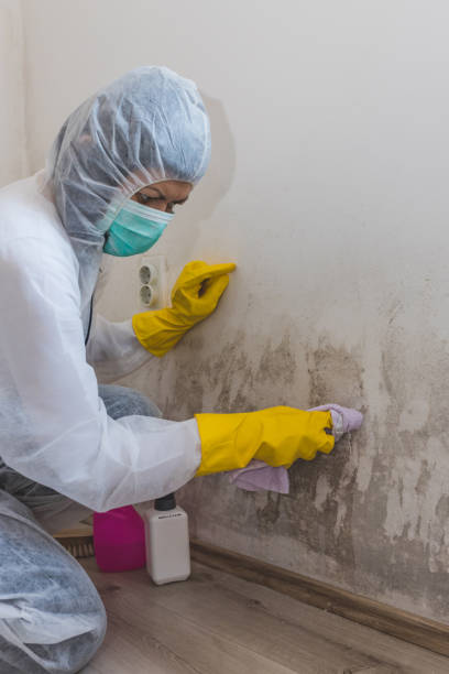 Best Black Mold Removal  in Roscommon, MI